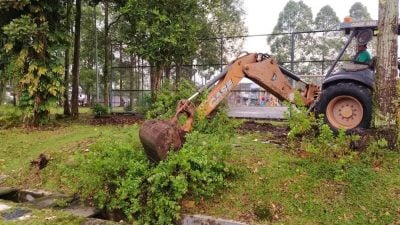 市议会清洁运动 移除休闲公园非法树木