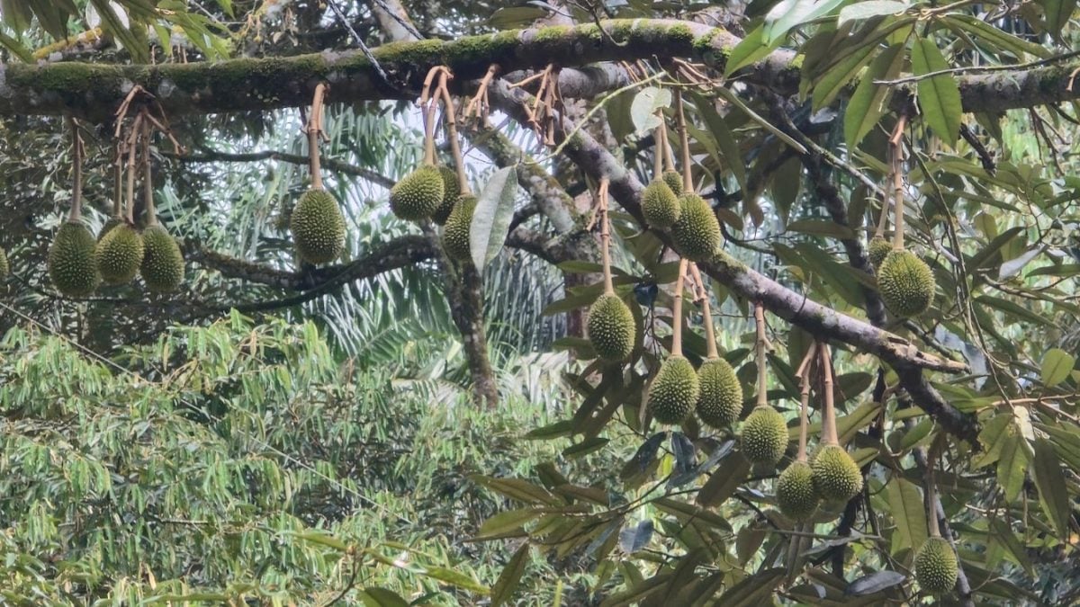 榴梿花盛开却结果率低,出口商已联络收购商搜寻榴梿