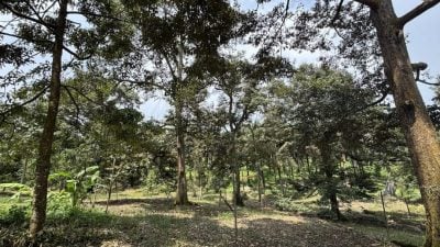 特稿 | 榴梿花盛开却结果率低 出口商已联络收购商搜寻榴梿