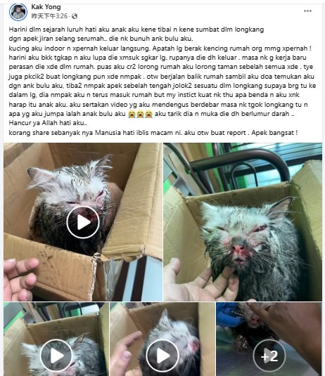 **已签发**柔︰70岁男称难忍骚扰  虐打邻居名种猫被捕