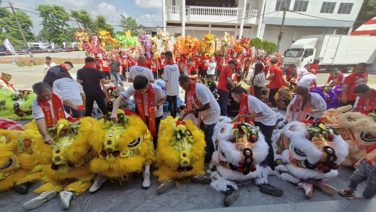 **已签发**柔:哥打丁宜紫云阁青年体商会龙狮团成立 12祥龙12瑞狮同时点睛