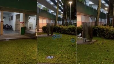 视频 | 横行不怕人！狮城宏茂桥组屋区“鼠踪连连”