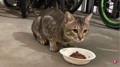 狮城榜鹅社区猫遭虐  组屋区将贴善待猫儿海报