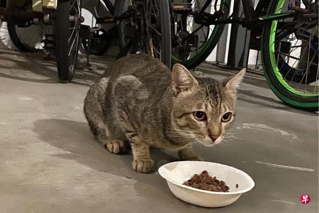 *已签发*柔：狮城二三事：狮城榜鹅社区猫遭虐  组屋区将贴善待猫儿海报