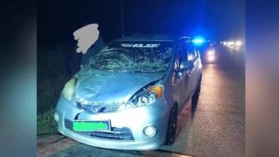 4象穿越公路1象被撞  车头毁夫妻无恙