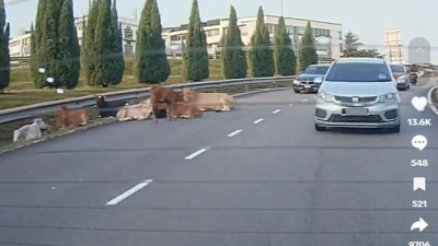 视频| 牛群悠闲坐路挡道惹议  警：MBSJ已带走牛只 饲主接罚单