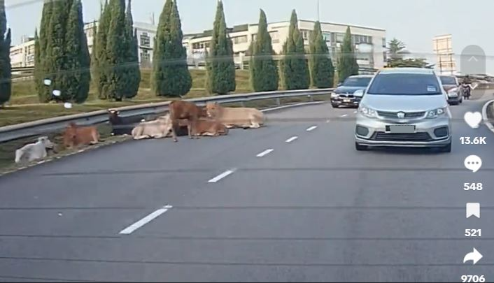 已签发//牛群悠闲坐路挡道惹议·警方：MBSJ已带走牛只 饲主接罚单