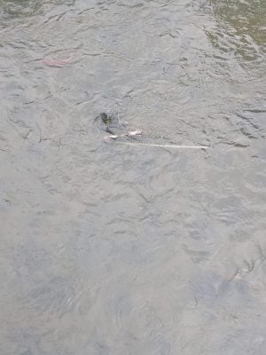 巴生河发现婴尸