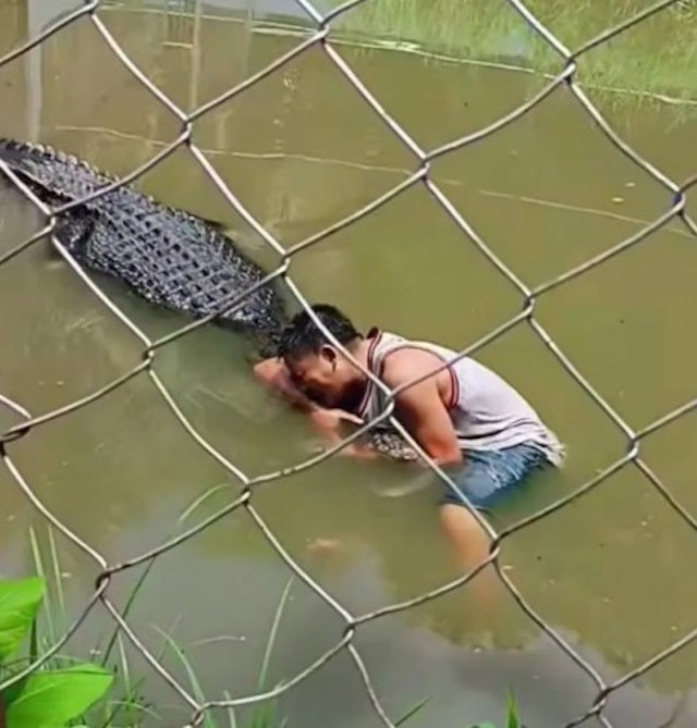 当鳄鱼是雕塑!男子翻围栏自拍 遭近5公尺巨鳄撕咬半小时