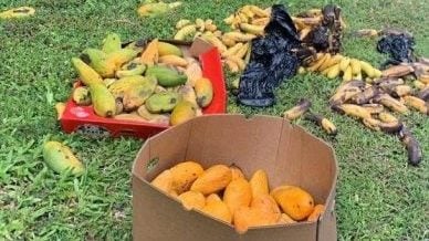 志愿者：NGO东西大道放水果  吸引大象危及道路使用者