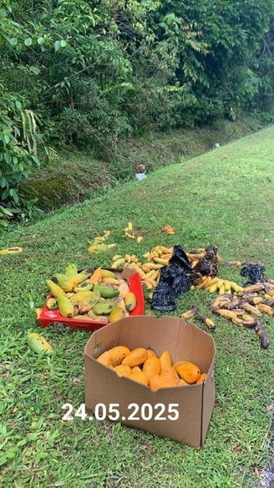 志愿者:有NGO在东西大道放置水果 吸引大象危及道路使用者