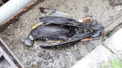 怡大草场 数十只白鸽集体死亡　