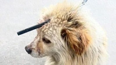 广州流浪犬遭两箭穿头　百人众筹急救警方介入调查