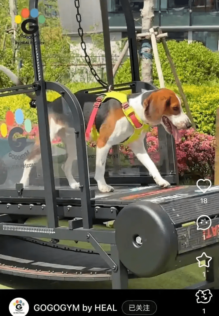 拚盘/上海创中国先河 宠物健身房下月开业