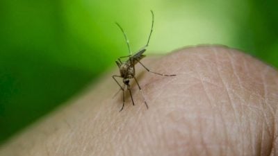 气候暖化下 研究：骨痛热症与基孔肯雅热将在欧洲流行