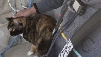 辞职带爱猫航海 男子找到人生出口鼓舞百万粉丝