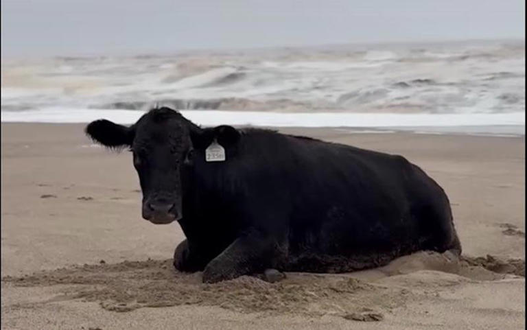 拼盘 澳洲洪灾奇迹 牛只漂流18公里海滩获救