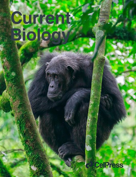 拼盘 黑猩猩靠敲击树干远距传达讯息