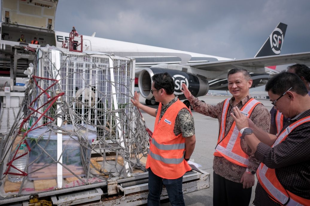 挥别兴兴靓靓 10年保育写下马中友谊篇章