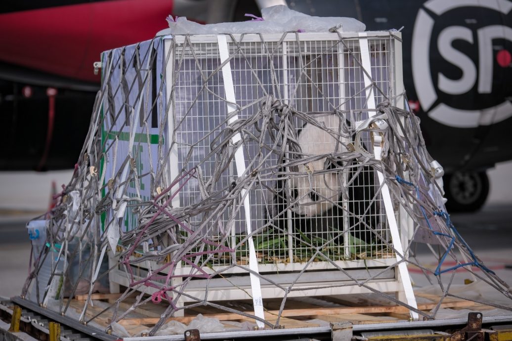 挥别兴兴靓靓 10年保育写下马中友谊篇章