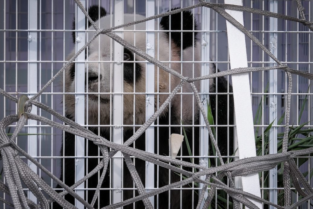 挥别兴兴靓靓 10年保育写下马中友谊篇章