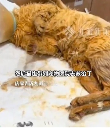 掉入火锅猫咪 病情恶化不治身亡