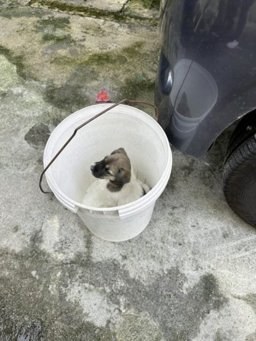 救5送2,救狗狗收获意外赠品