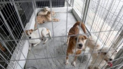 救5送2，救狗狗收获意外赠品