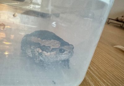 旅行返家发现带回“软软的东西” 女子求助“官员叫我自己养!”