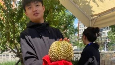 日销百万人民币 黑刺猫山王北京大卖