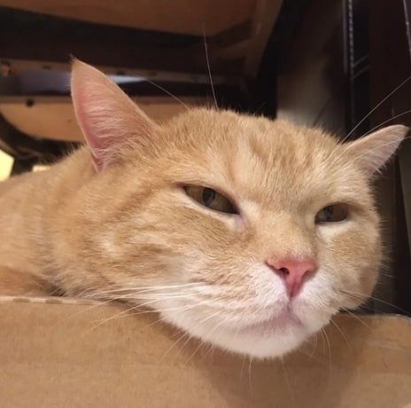 替橘猫传这话给女主人 网笑疯：这宠物沟通师我信！