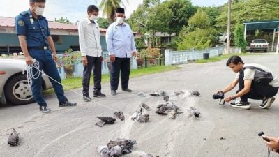 江沙市会：公众不要喂食 捕逾100只野鸽