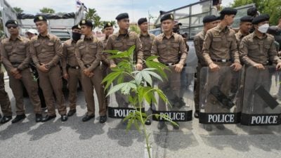 游客涉走私案件激增 泰矢言收紧大麻管控