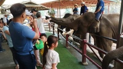 清迈知名大象营永久停业 38年历史告终