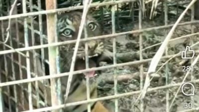游荡和丰垦殖区多个月 约2岁公虎终落网