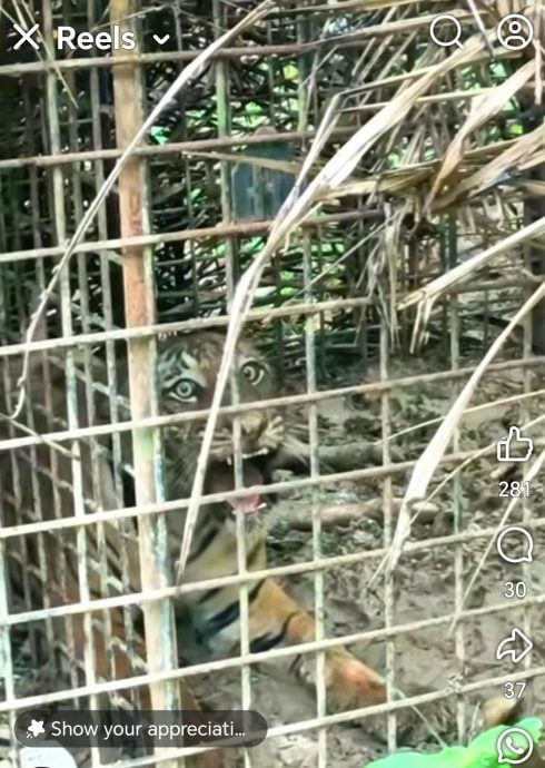 游荡和丰垦殖区多个月 约2岁公虎终落网