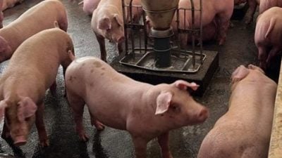 猪肉价涨至新高 餐饮业者各出招控成本