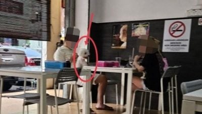 男女带狗进餐厅惹争议 店家道歉坦承疏忽：我们有贴告示