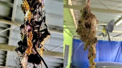 男子住家发现奇异鸟巢 有人发蛇皮还有金链！