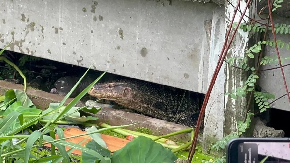疑刚出生便遭遗弃 蜥蜴叼食弃婴