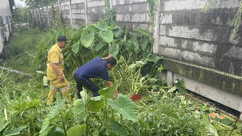 疑刚出生便遭遗弃 蜥蜴叼食弃婴