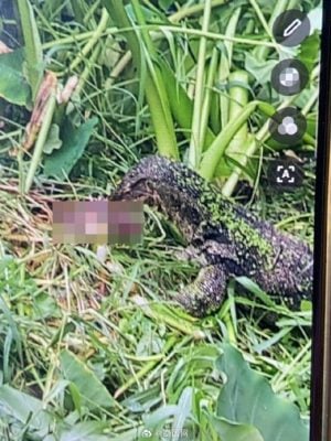 疑刚出生便遭遗弃 蜥蜴叼食弃婴