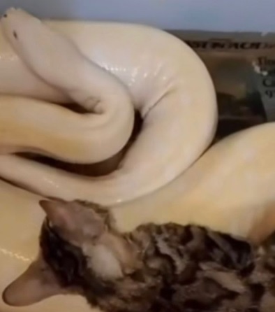 **看世界(只供网)**:活猫当宠物蛇“豪华晚餐”博流量 男子社媒大翻车