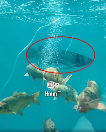 **看世界(只供网)**:高仿真机器鱼几可乱真 水族馆的真鱼要“失业”了
