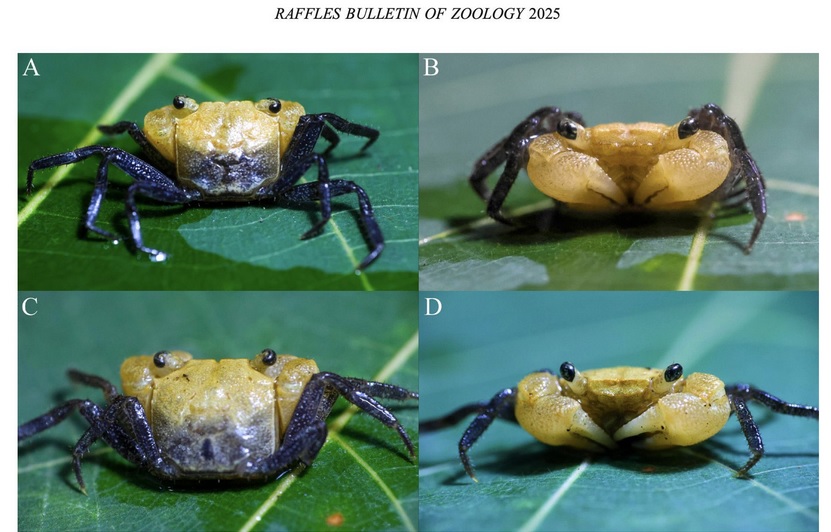 研究员发表新物种“吸血鬼蟹” 网问：可以吃吗？