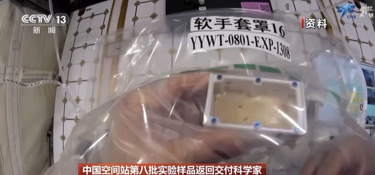 神舟19携回太空实验品 “宇宙出生果蝇”无重力繁育“四代同堂”