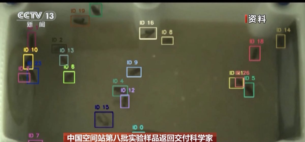 神舟19携回太空实验品 “宇宙出生果蝇”无重力繁育“四代同堂”