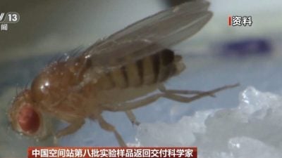 神舟19携回太空实验品　”宇宙出生果蝇“无重力繁育”四代同堂“
