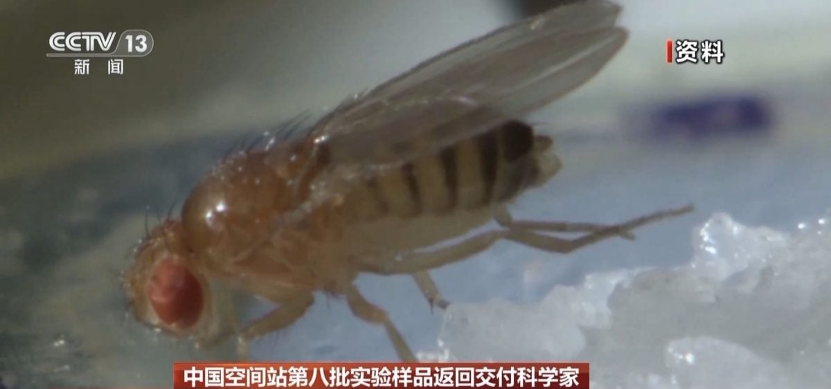 神舟19携回太空实验品 “宇宙出生果蝇”无重力繁育“四代同堂”