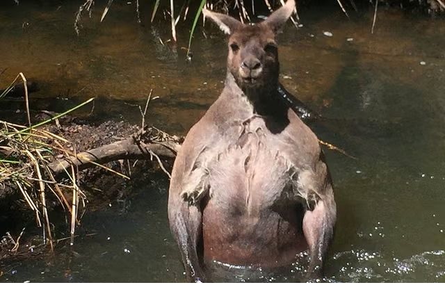 祸不单行！受困水灾还被袋鼠袭击 男子头部遭猛揍险溺毙